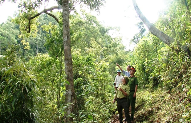Việc phân loại nhóm gỗ có ý nghĩa rất quan trọng trong việc quản lý khai thác và sử dụng